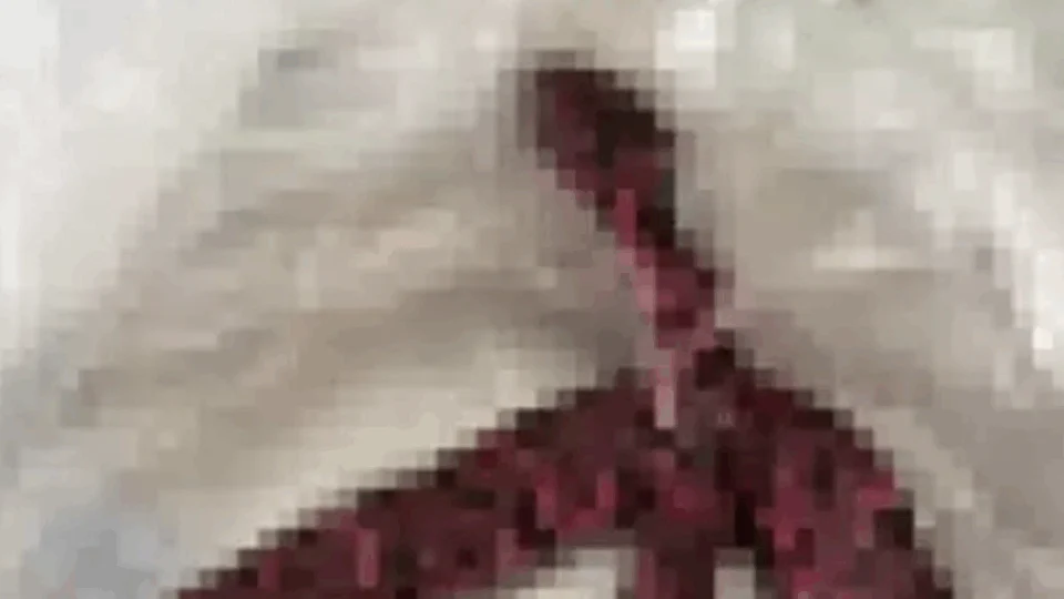 Homem passa mal enquanto estava em bar e vomita cobra