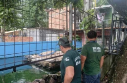 Homem é multado em R$ 140 mil por criar quelônios e peixes em casa no Amazonas