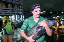 Filhote de peixe-boi resgatado em Nova Olinda do Norte é entregue ao Inpa