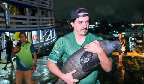 Filhote de peixe-boi resgatado em Nova Olinda do Norte é entregue ao Inpa