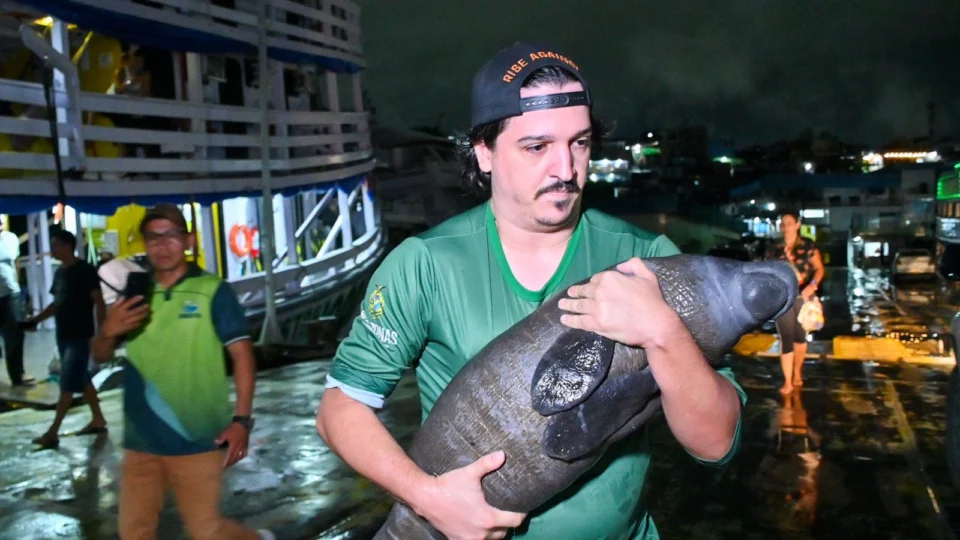 Filhote de peixe-boi resgatado em Nova Olinda do Norte é entregue ao Inpa