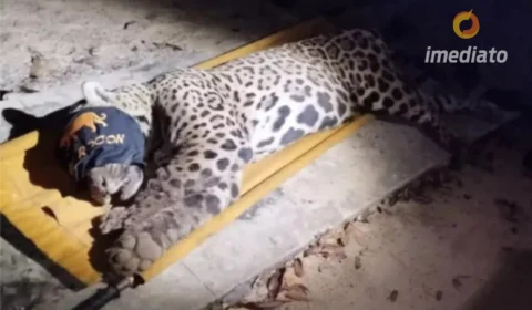 VEJA VÍDEO: Onça que matou o caseiro no Mato Grosso do Sul foi capturada