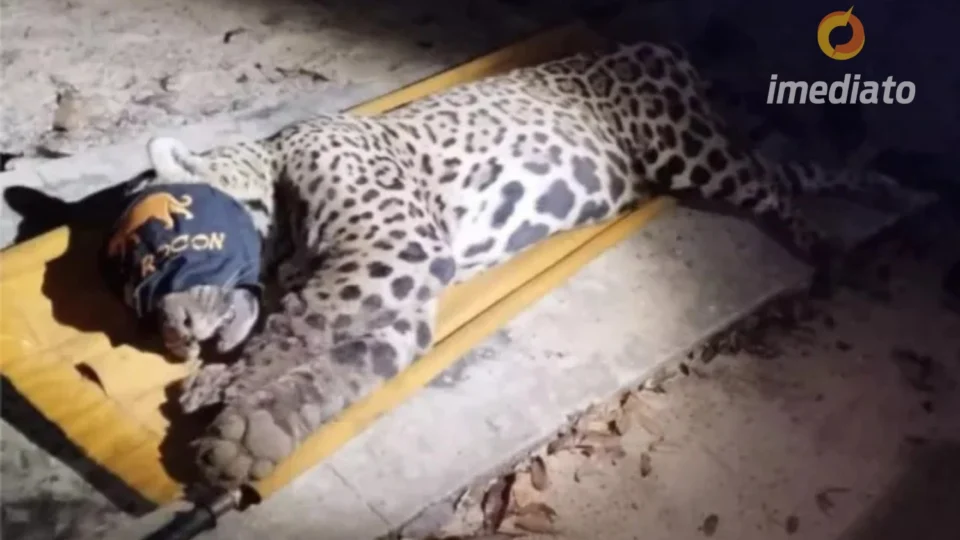 VEJA VÍDEO: Onça que matou o caseiro no Mato Grosso do Sul foi capturada