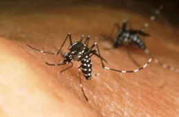 Anvisa aprova vacina contra chikungunya desenvolvida pelo Butantan
