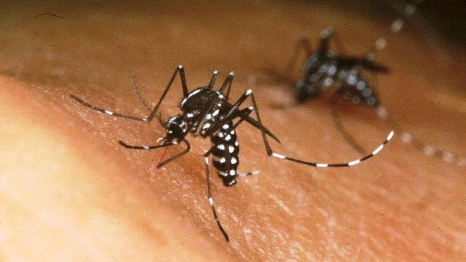 Anvisa aprova vacina contra chikungunya desenvolvida pelo Butantan