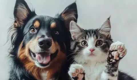 Shopping recebe evento de adoção de animais neste sábado (3)