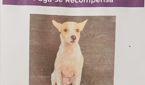 Família oferece recompensa por cachorrinho Nick que está desaparecido