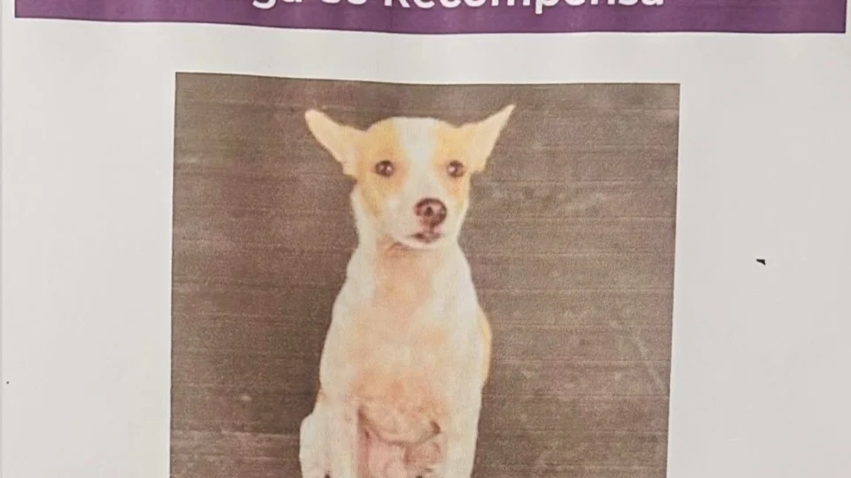 Família oferece recompensa por cachorrinho Nick que está desaparecido