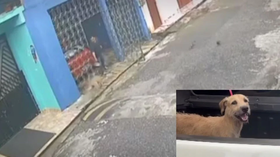 IMAGEM FORTE: homem atrai cachorro com comida e joga água quente no animal