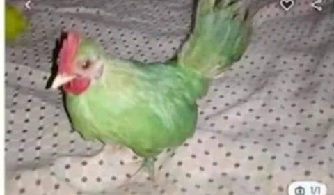 Comerciante tenta vender galo pintado de verde como papagaio