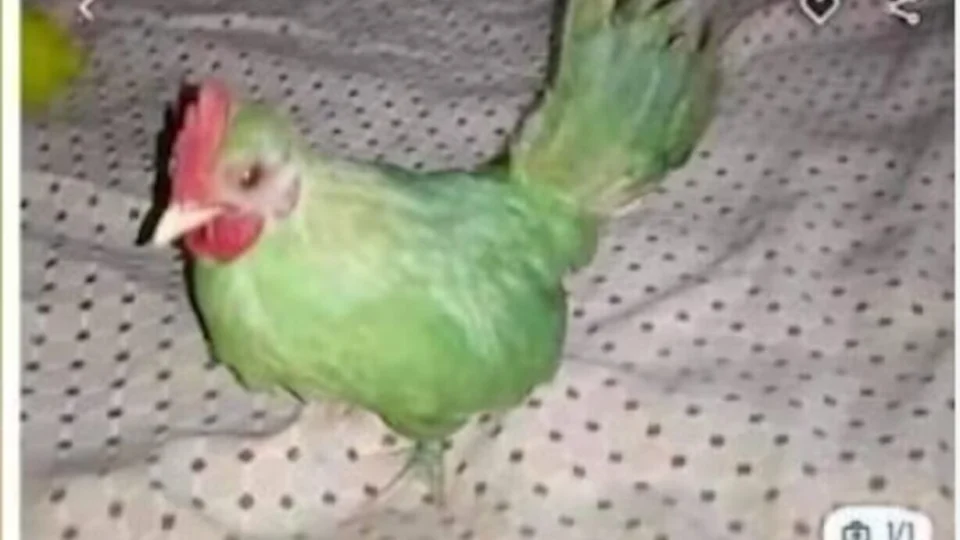 Comerciante tenta vender galo pintado de verde como papagaio