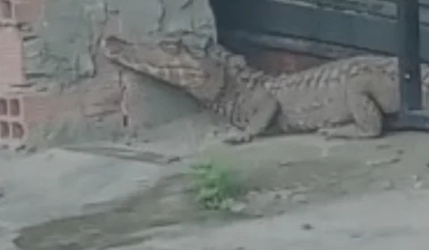 VEJA VÍDEO: jacaré é flagrado em frente a comércio no bairro Cidade Nova