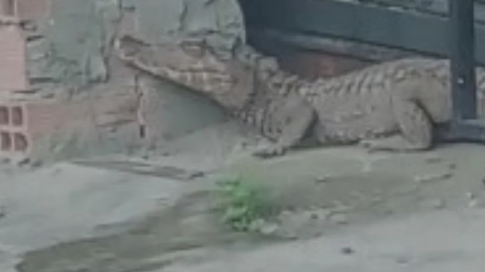 VEJA VÍDEO: jacaré é flagrado em frente a comércio no bairro Cidade Nova