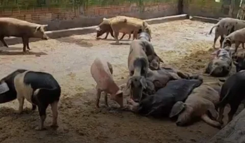 Criador é multado em quase R$ 500 mil por maus-tratos a porcos no Amazonas