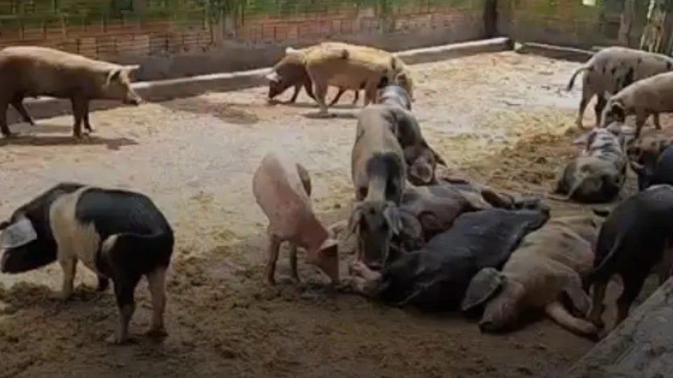 Criador é multado em quase R$ 500 mil por maus-tratos a porcos no Amazonas