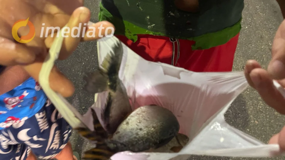 Moradores esperam por tambaqui e recebem jaraqui após promessa de vereador no bairro Compensa