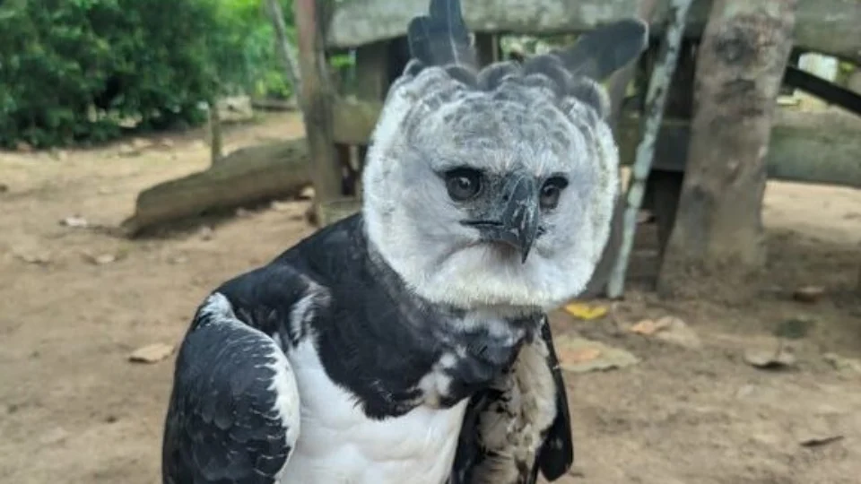 Gavião-real é resgatado pelo Ibama no Amazonas