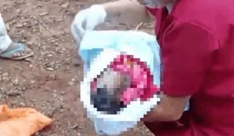 Bebê abandonado por mãe adolescente e atacado por cães morre no hospital
