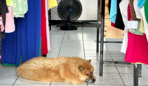 Cachorro abandonado invade loja na Avenida Cosme Ferreira e impede funcionamento do local em Manaus