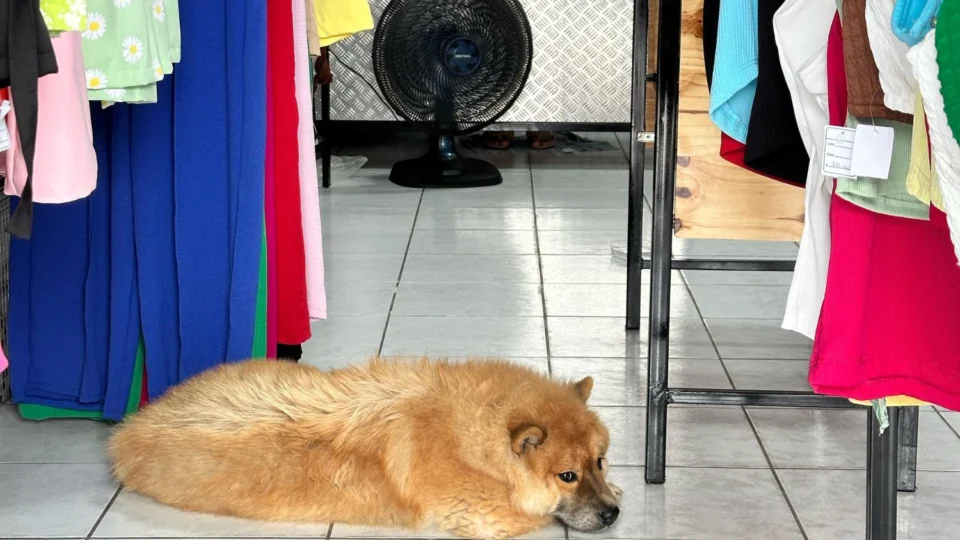 Cachorro abandonado invade loja na Avenida Cosme Ferreira e impede funcionamento do local em Manaus