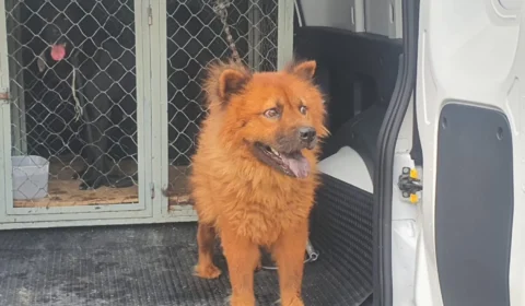 Homem é preso por maus-tratos a animais na Zona Leste de Manaus