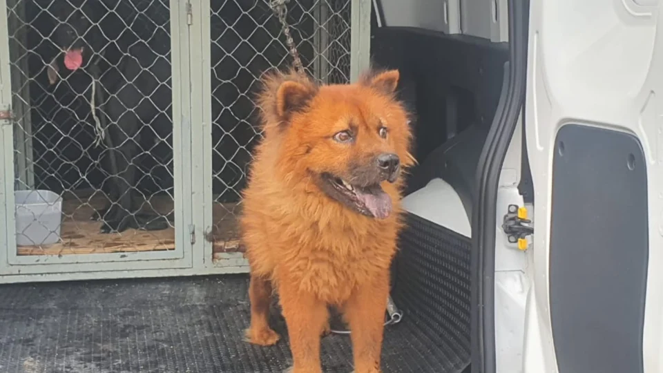 Homem é preso por maus-tratos a animais na Zona Leste de Manaus