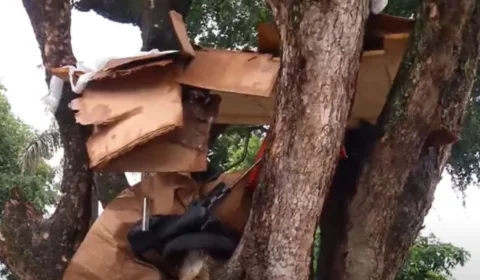 Moradores de rua constroem ‘Casa na Árvore’ em Praça do Centro de Manaus