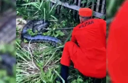 VEJA VÍDEO: Sucuri de 3,5 metros surpreende moradores em quintal de casa no Amazonas