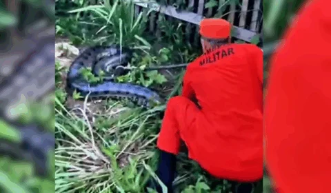 VEJA VÍDEO: Sucuri de 3,5 metros surpreende moradores em quintal de casa no Amazonas