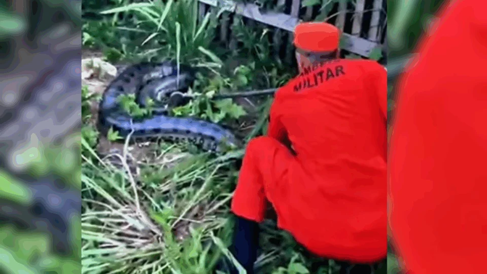VEJA VÍDEO: Sucuri de 3,5 metros surpreende moradores em quintal de casa no Amazonas