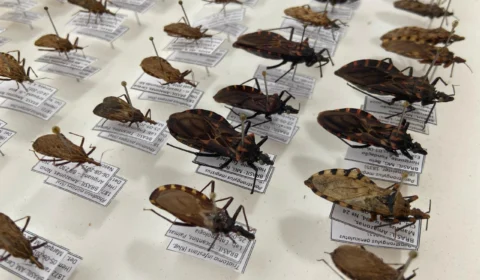 FVS-RCP chama atenção para cuidados e prevenção da Doença de Chagas