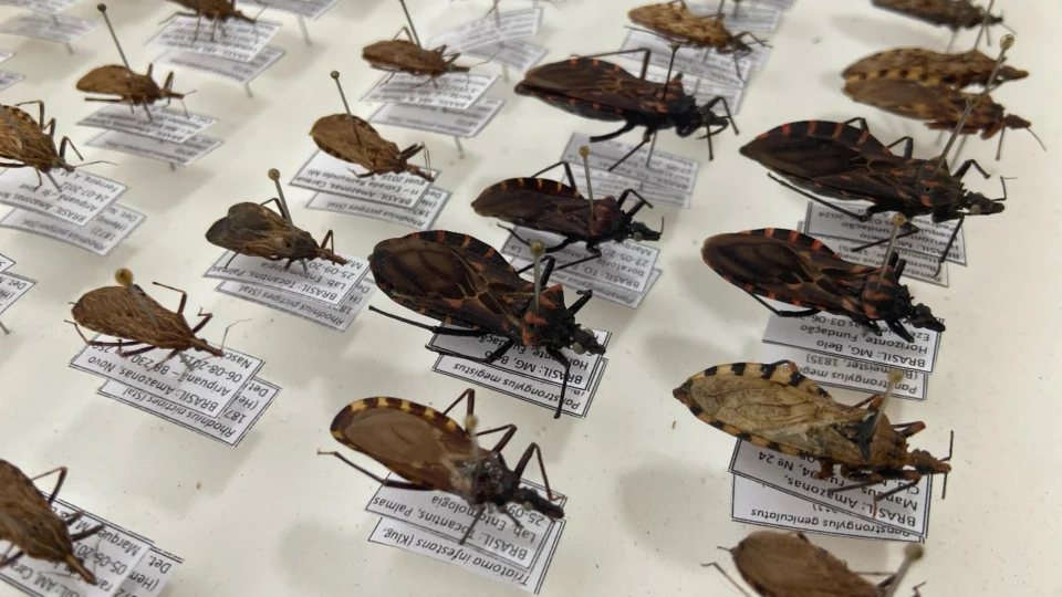 FVS-RCP chama atenção para cuidados e prevenção da Doença de Chagas