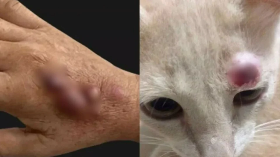 Especialista chama a atenção para aumento dos casos de esporotricose