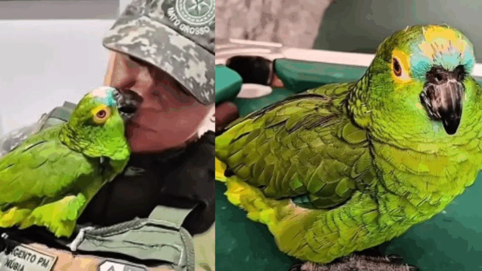 VEJA VÍDEO: homem é flagrado maltratando papagaio; suspeito foi detido