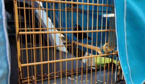 Ipaam e Batalhão Ambiental autuam trio por captura ilegal de curiós em Iranduba