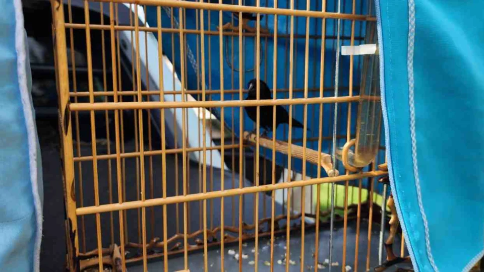 Ipaam e Batalhão Ambiental autuam trio por captura ilegal de curiós em Iranduba