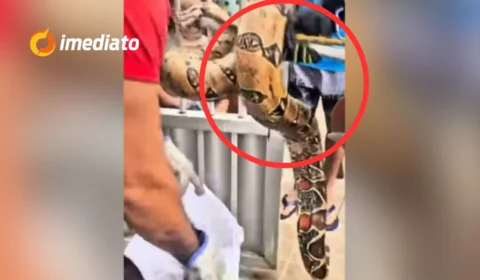 VEJA VÍDEO: jiboia é resgatada após ser encontrada dentro de forro em casa no bairro Japiim