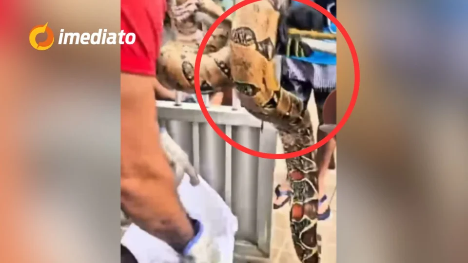 VEJA VÍDEO: jiboia é resgatada após ser encontrada dentro de forro em casa no bairro Japiim