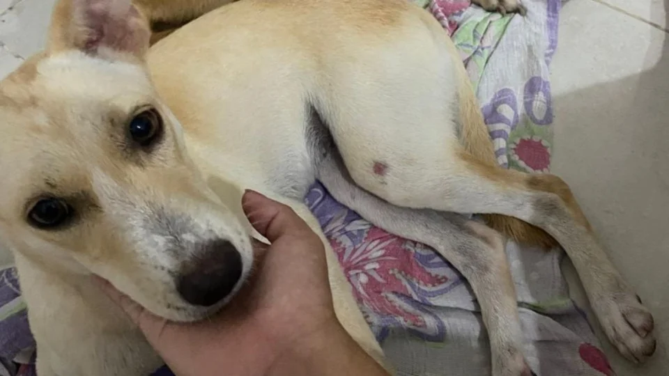 Família procura por cadelinha desaparecida no bairro Colônia Terra Nova