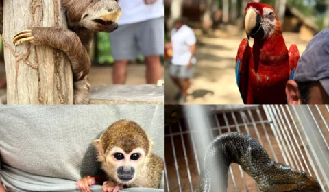 Operação Anhanguá: Polícia Civil desarticula associação criminosa por exploração de animais silvestres e maus-tratos, e resgata sete animais