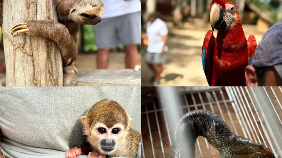Operação Anhanguá: Polícia Civil desarticula associação criminosa por exploração de animais silvestres e maus-tratos, e resgata sete animais