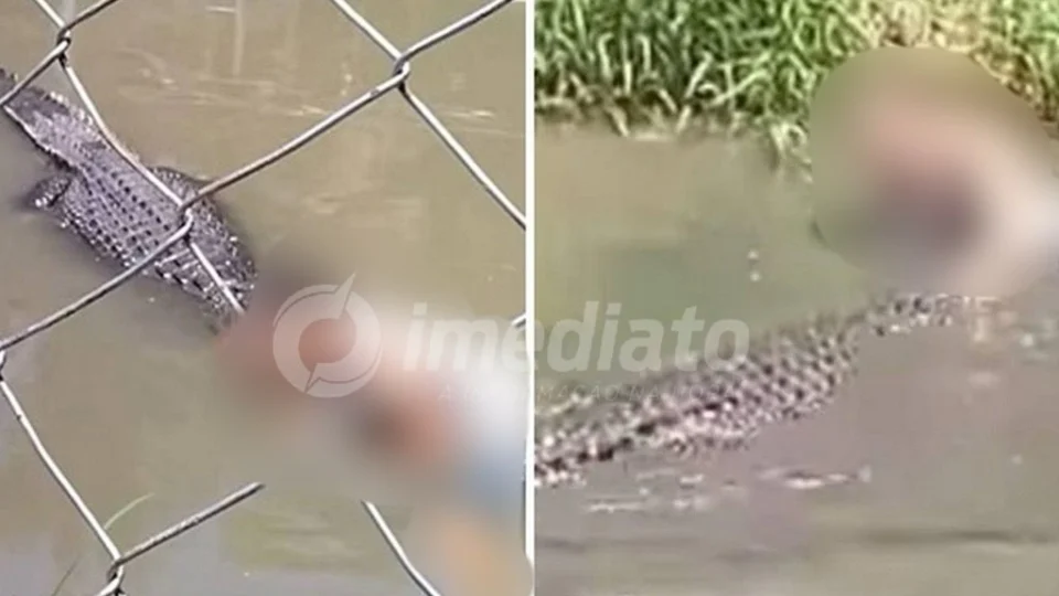VEJA VÍDEO: turista confunde crocodilo com escultura e é atacado por animal
