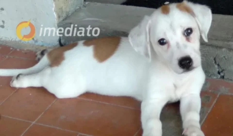 Família pede ajuda para encontrar cãozinho desaparecido no bairro Japiim, em Manaus