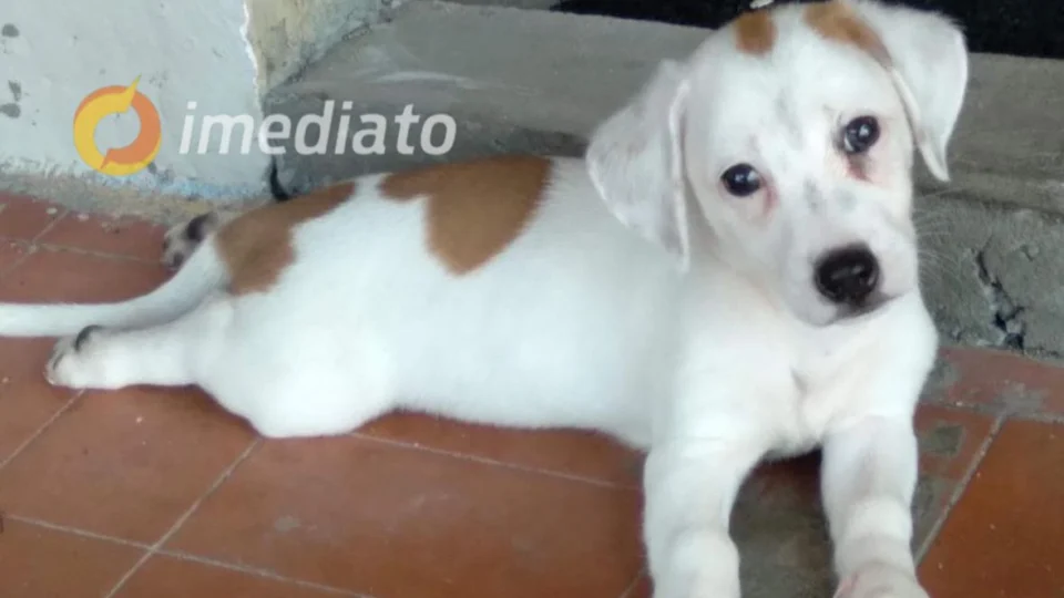 Família pede ajuda para encontrar cãozinho desaparecido no bairro Japiim, em Manaus