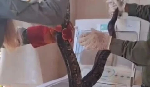 Morador abre máquina de lavar e encontra jiboia de 2 metros