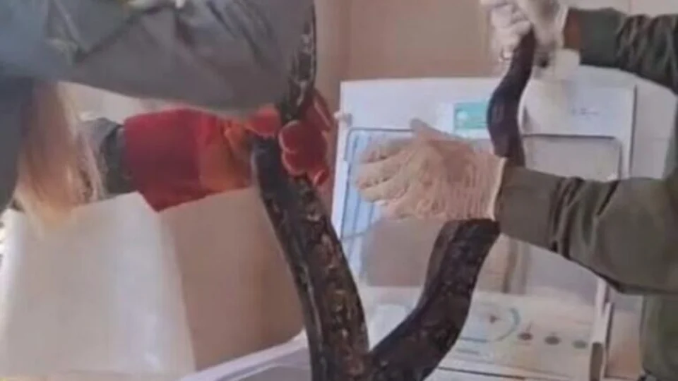 Morador abre máquina de lavar e encontra jiboia de 2 metros