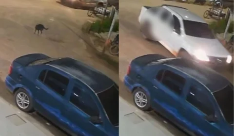 Câmeras registram momento em que motorista atropela cadela e deixa o local sem prestar socorro em Anori (AM)
