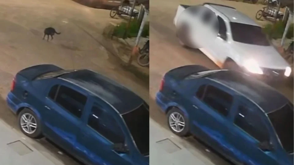 Câmeras registram momento em que motorista atropela cadela e deixa o local sem prestar socorro em Anori (AM)