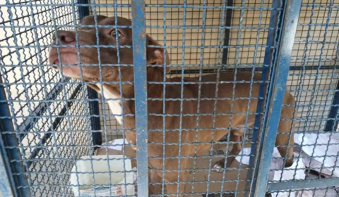 Pitbull invade escola e ataca crianças no Rio de Janeiro