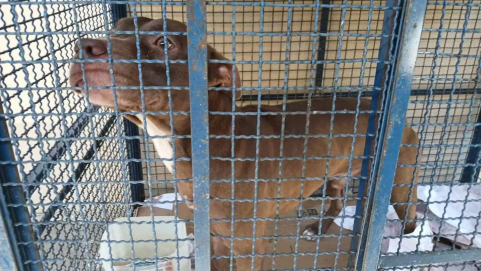 Pitbull invade escola e ataca crianças no Rio de Janeiro